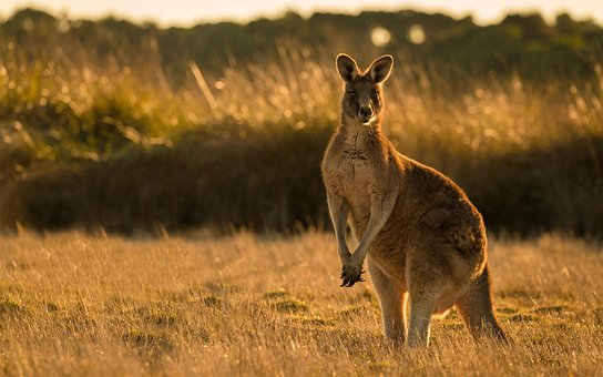 Free Kangaroo Mammal photo and picture