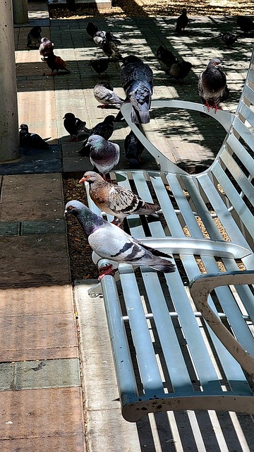 Free Park Bench Pigeons photo and picture