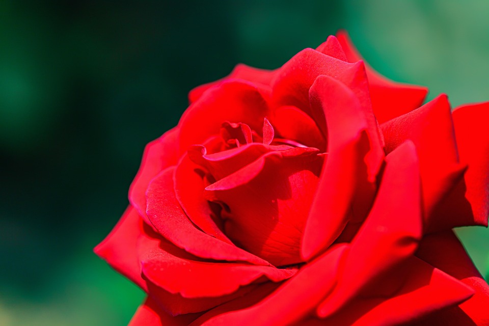  Rose Blumen 흑장미 빨간 - Kostenloses Foto auf Pixabay - Pixabay Illustration 