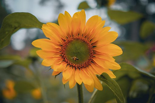 Blume, Sonnenblume, Biene, Schöne Blumen
