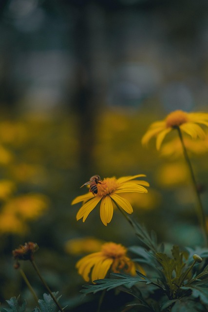 Blumen, Gelbe Blumen, Garten, Botanik