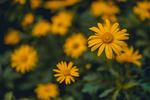 Blumen, Gelbe Blumen, Garten, Botanik