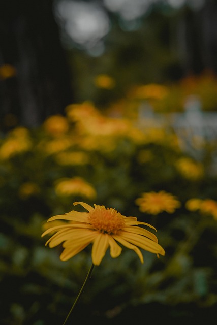 Sonnenblume, Blume, Botanisch, Garten