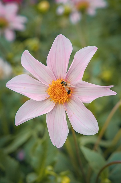 Blume, Blütenblätter, Biene, Pflanze