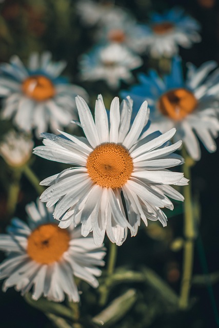 Blume, Sonnenblume, Blumentapete