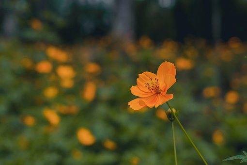 Blume, Mauerblümchen, Erysimum