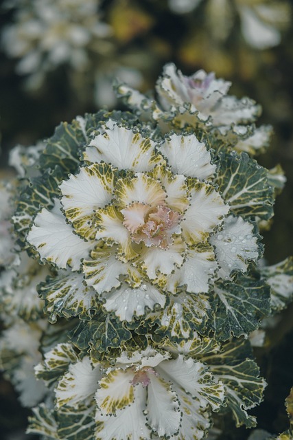Alyssum, Blumen, Garten, Kohlgewächse