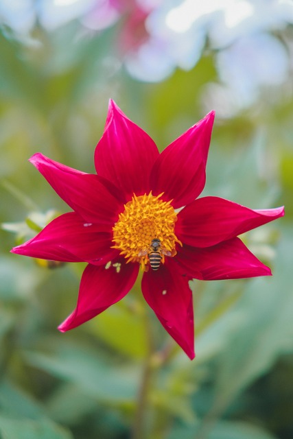 Columbine, Abeja, Polinización, Jardín