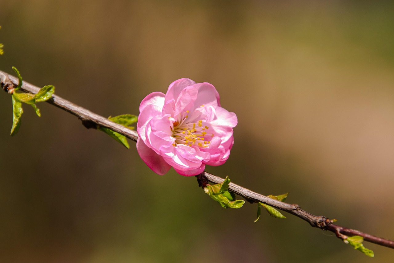 日本人に古くから愛されてきた梅の花