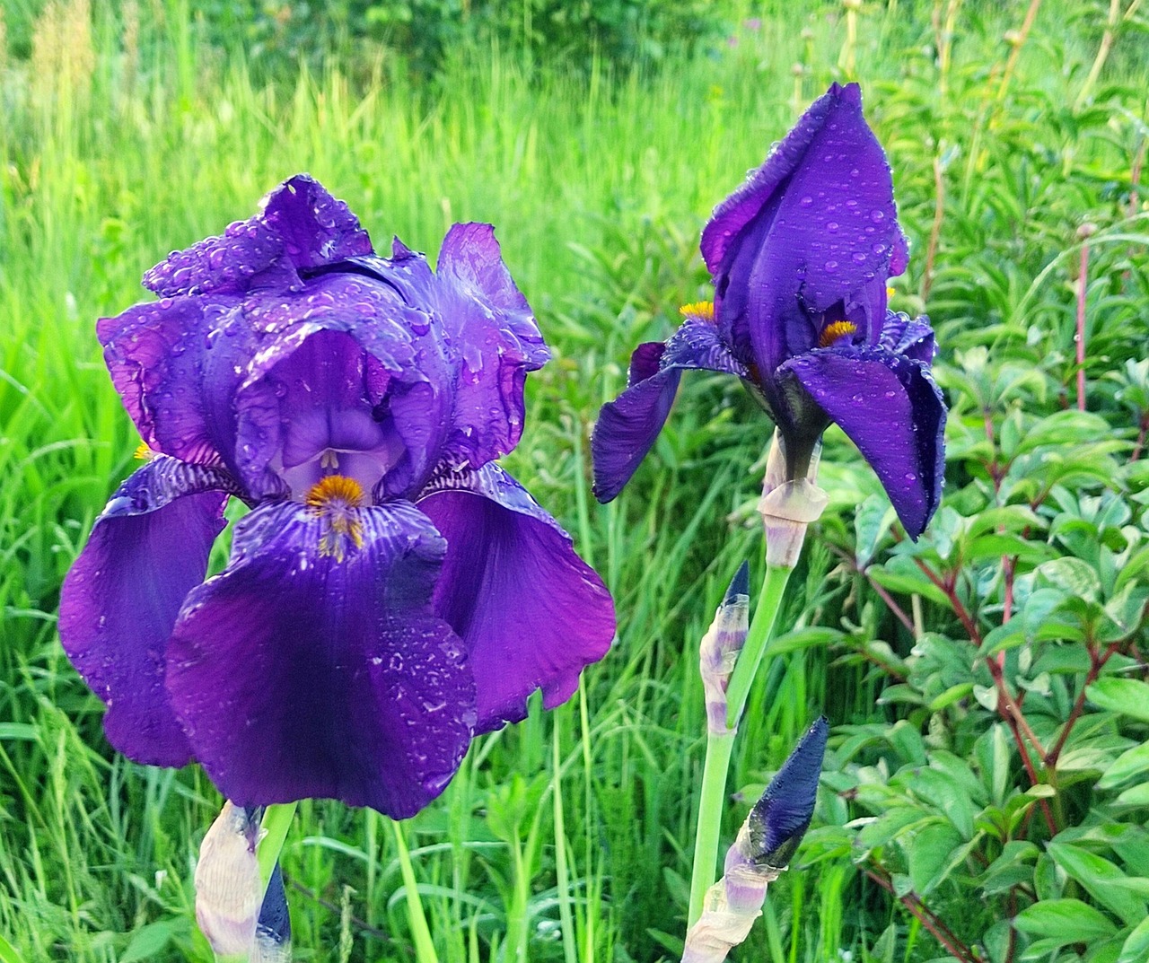 Iris Bleu Fleur Le - Photo gratuite sur Pixabay - Pixabay