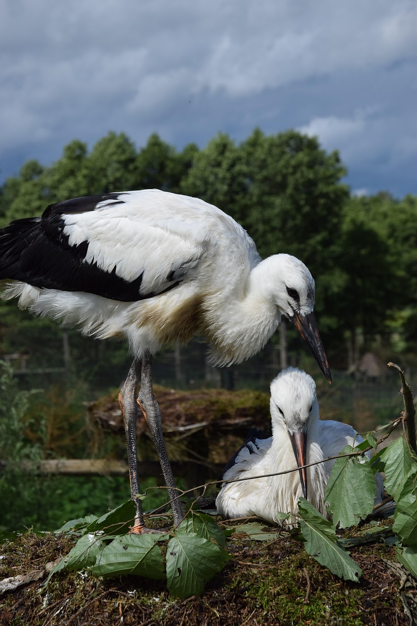 Storke Fuglereden Masurien - Gratis foto på Pixabay - Pixabay