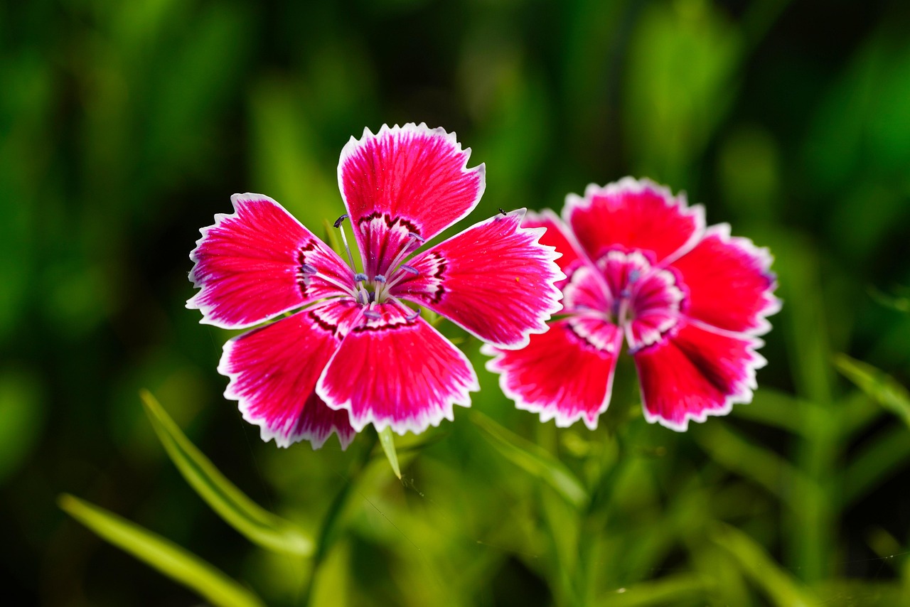 https://cdn.pixabay.com/photo/2022/06/01/03/36/dianthus-7234733_1280.jpg