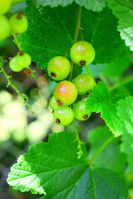 Fruit, Bes, Bessen, Tuin, Biologisch
