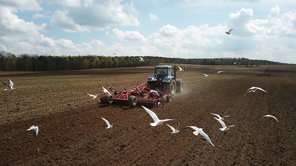 Gaivotas, Trator, Terras Agrícolas