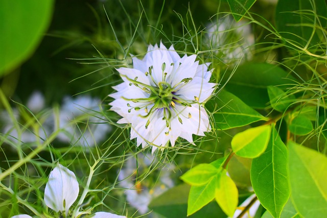 Bloemen, Plantkunde, Bloom, Bloesem