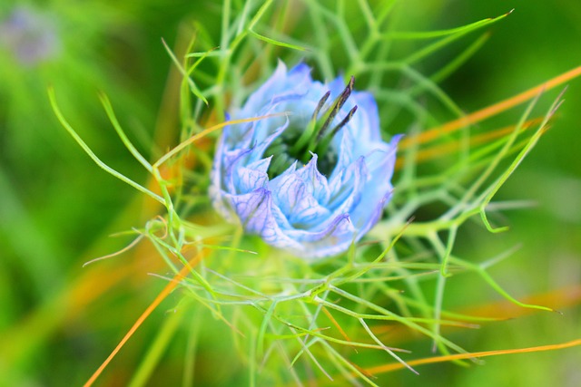 Bloemen, Bloom, Plantkunde, Bloesem
