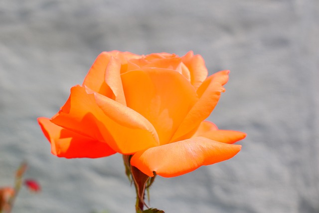 Bloem, Bloom, Bloemblaadjes, Tuin, Roos