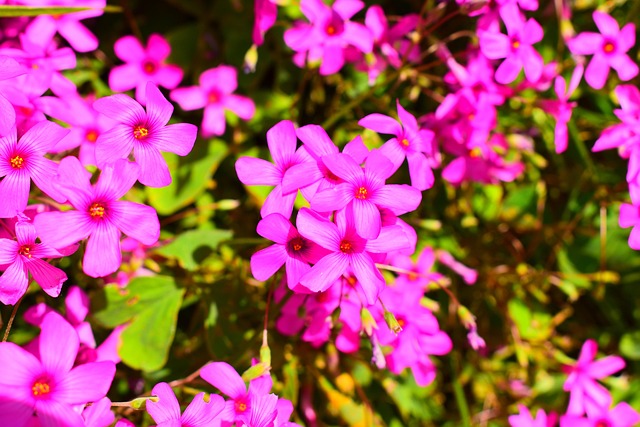 Bloemen, Tuin, De Lente, Plantkunde