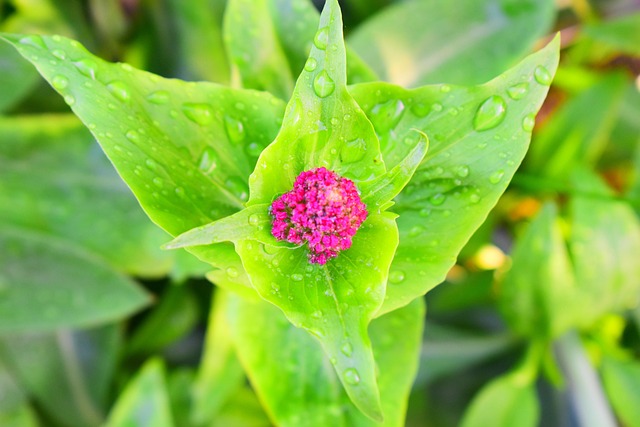 Bloemen, Groei, Plantkunde, Macro