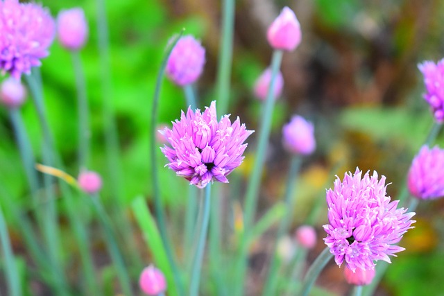 Bloemen, Bieslook, Kruiden, Aromatisch