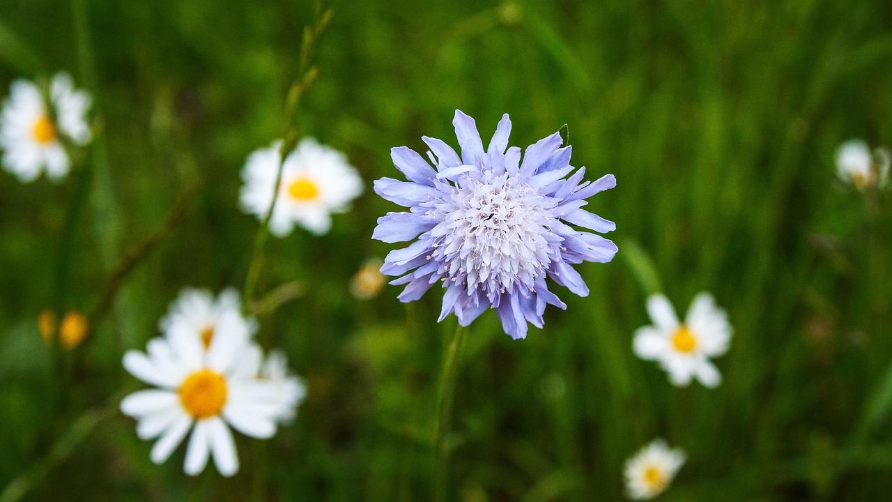 Cornflower Medicinal Herbs Bee Free photo on Pixabay Pixabay