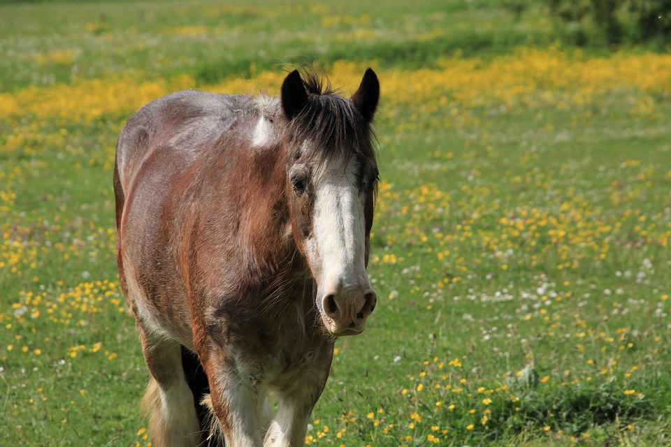 animal-7235432_960_720.jpg