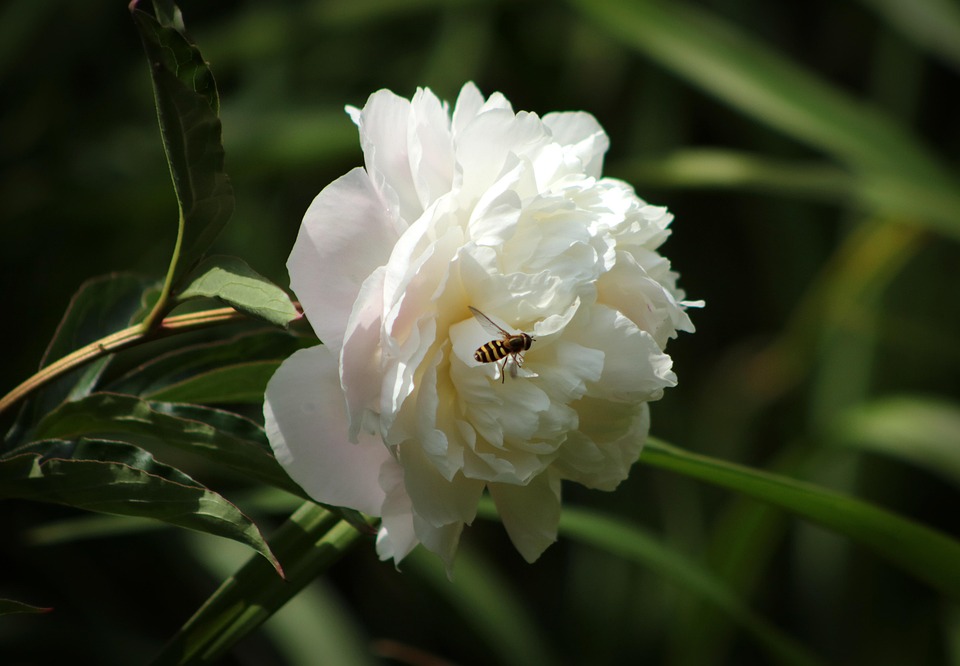 Peony Bee Pollination White Free photo on Pixabay Pixabay
