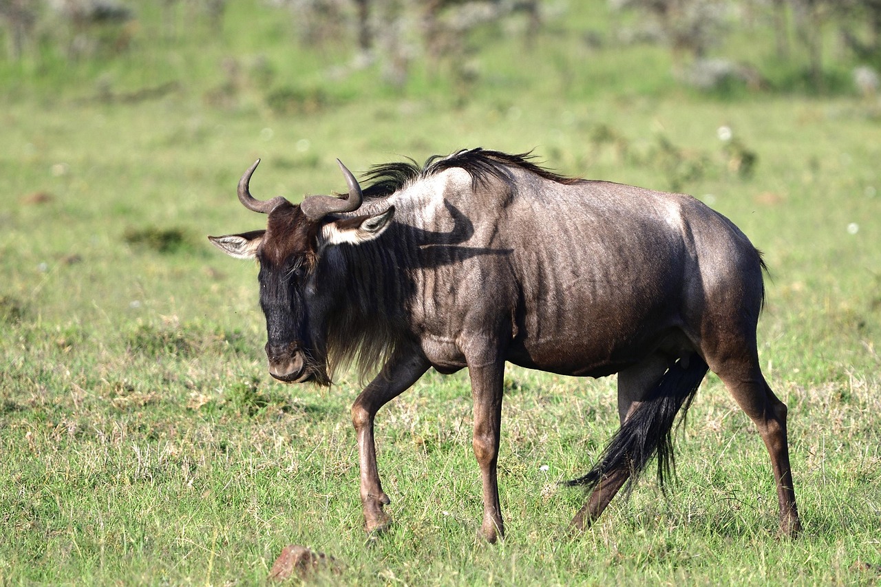 300 Kostenlose Gestromtes Gnu Gnu Fotos Pixabay