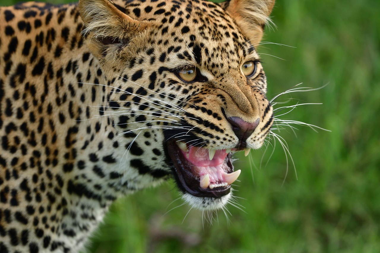 V ce Ne 4 000 Obr zk Na T ma Leopard 1 A Leopard Zdarma Pixabay