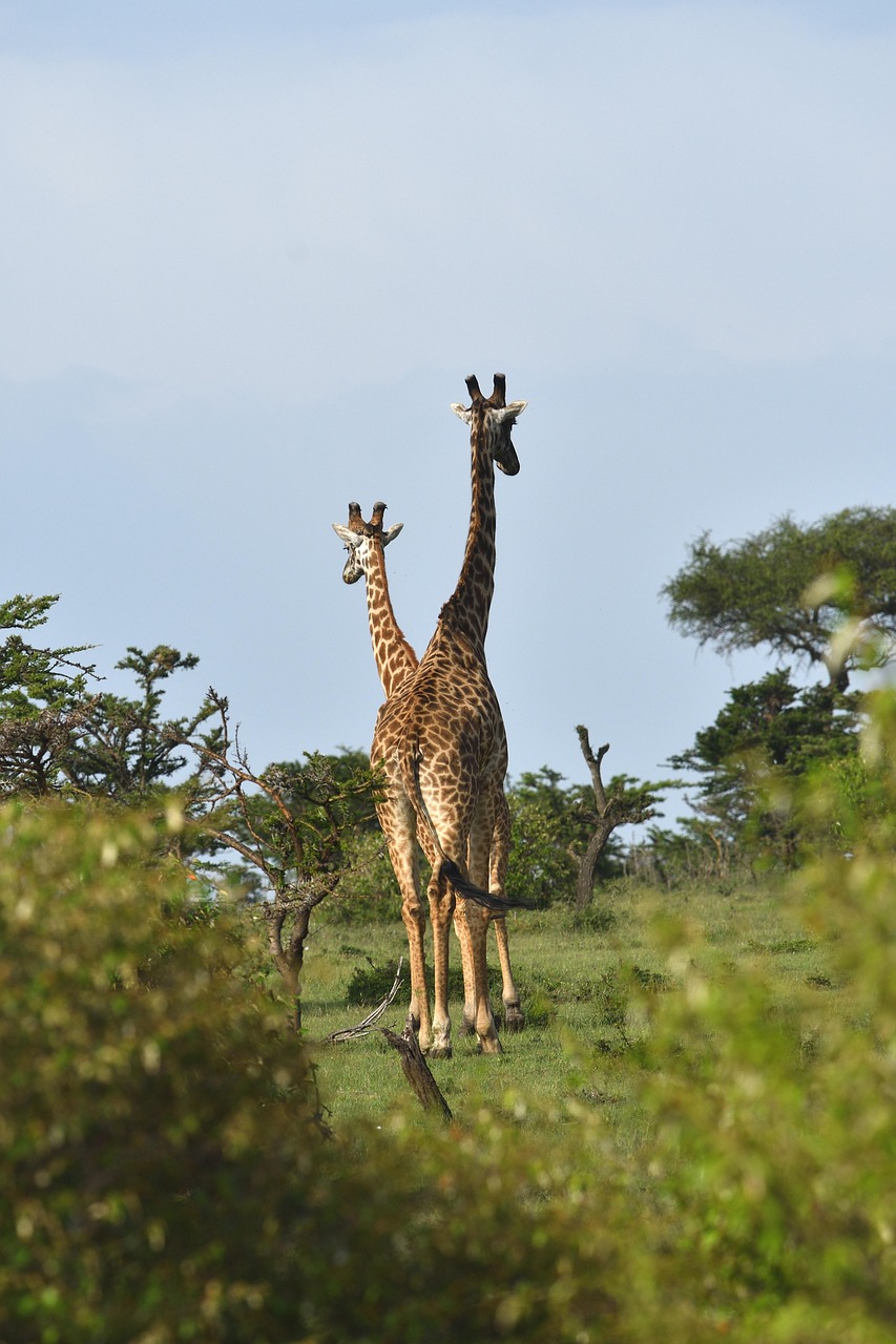 yrafa-zwierz-masai-mara-darmowe-zdj-cie-na-pixabay-pixabay