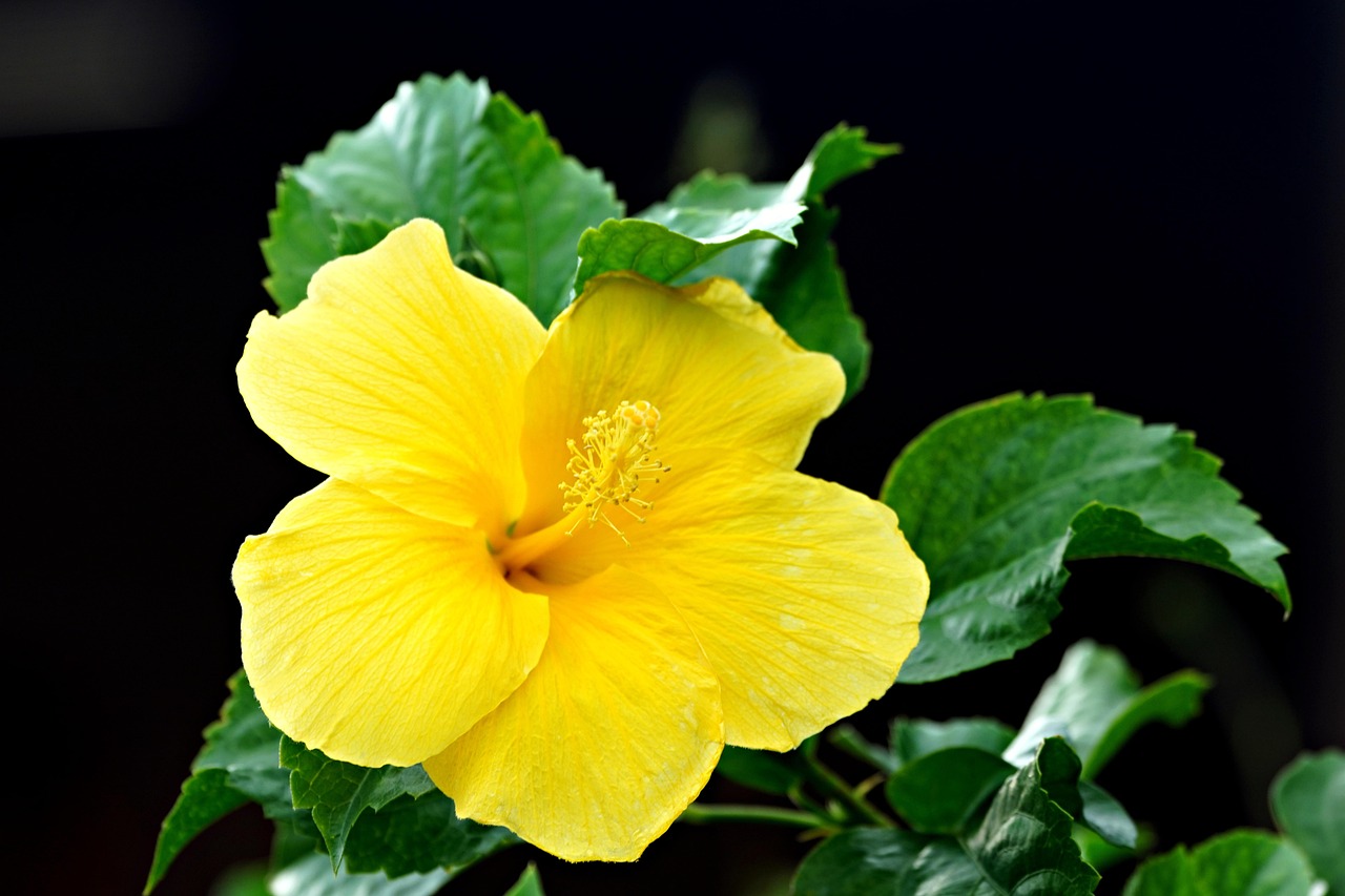 Page 2 - 4,000+ Free Hibiscus & Flower Images - Pixabay