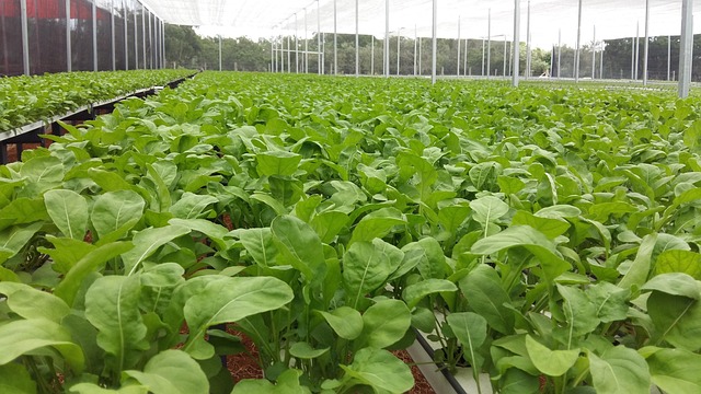 Free Hortifruti Sheets photo and picture