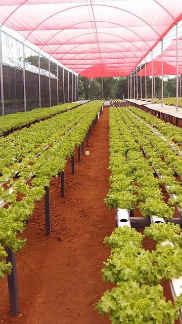Free Hortifruti Sheets photo and picture
