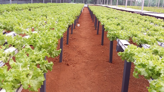 Free Hortifruti Sheets photo and picture