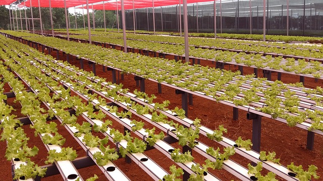 Free Hortifruti Sheets photo and picture
