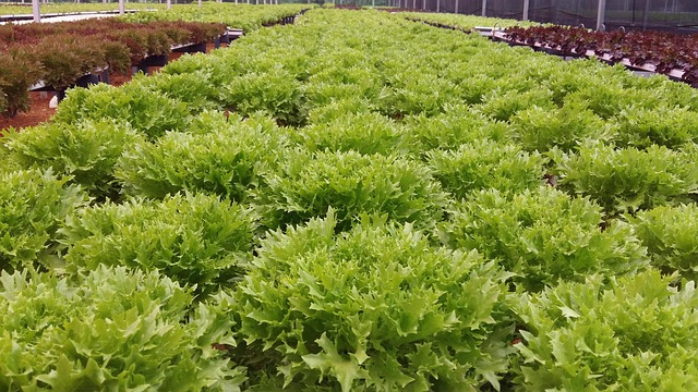 Free Lettuce Salad photo and picture