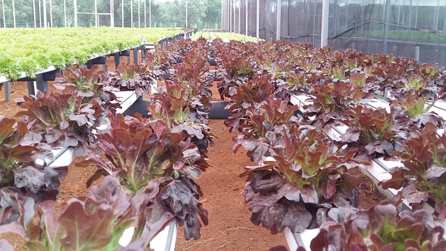 Free Lettuce Hortifruti photo and picture