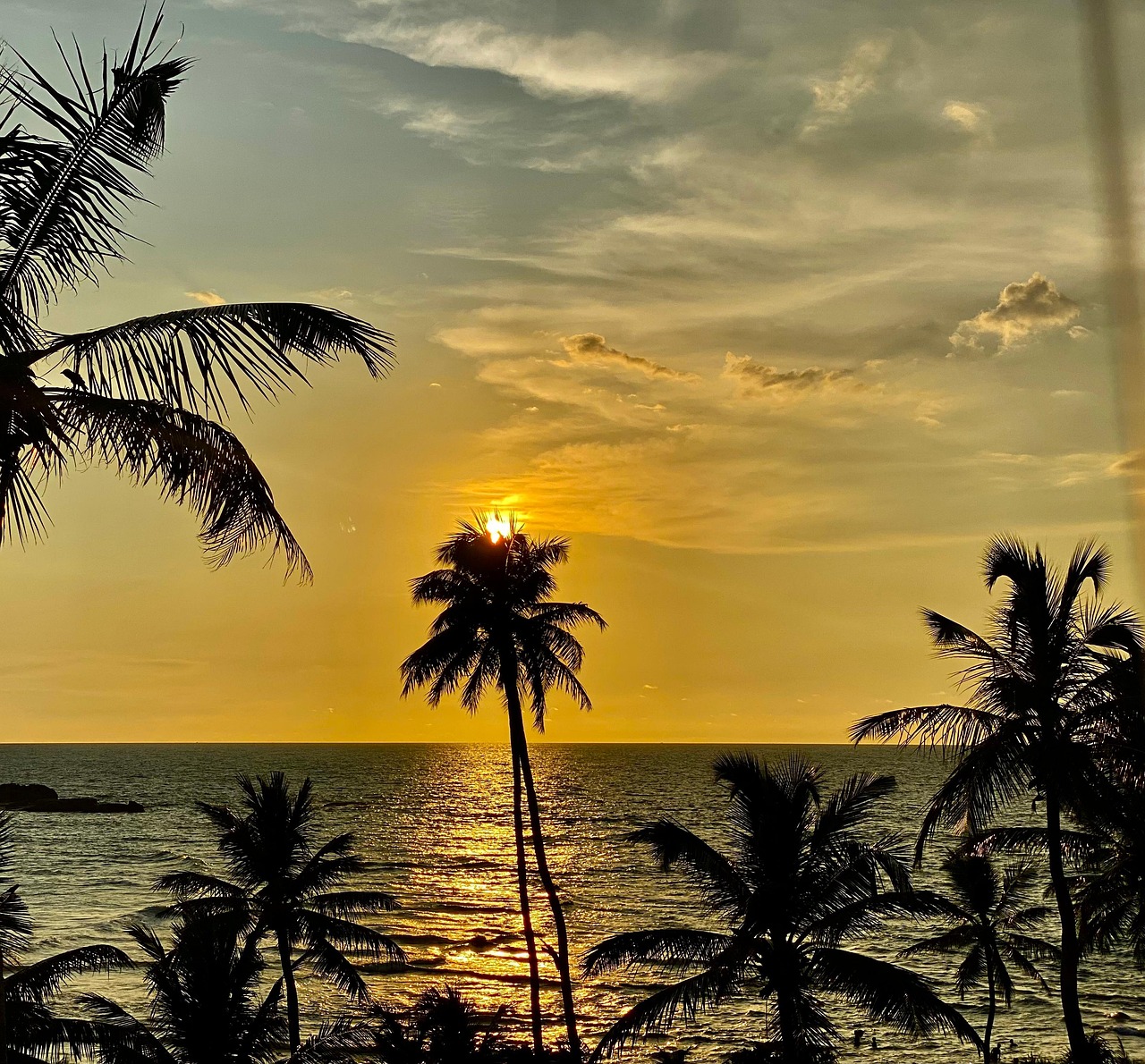 Srilanka Hikka Free photo on Pixabay