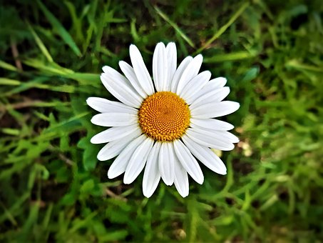 Flor, Margarita, Prado, Botánica