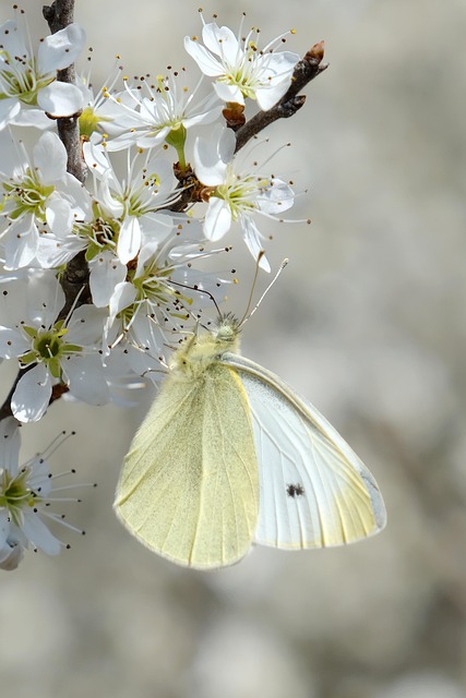 Vlinder, Witte Bloemen, Bestuiving