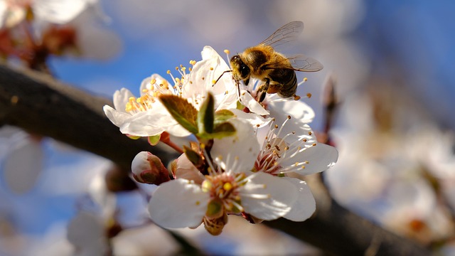 Bloem, Gratis Wallpaper, Knop