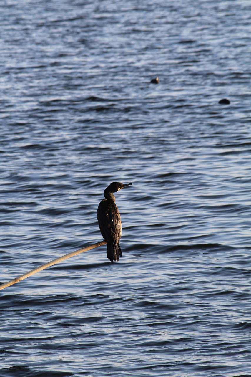 Free Bird Great Cormorant photo and picture