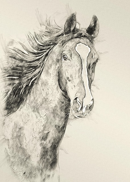 Free american saddlebred horse drawing illustration