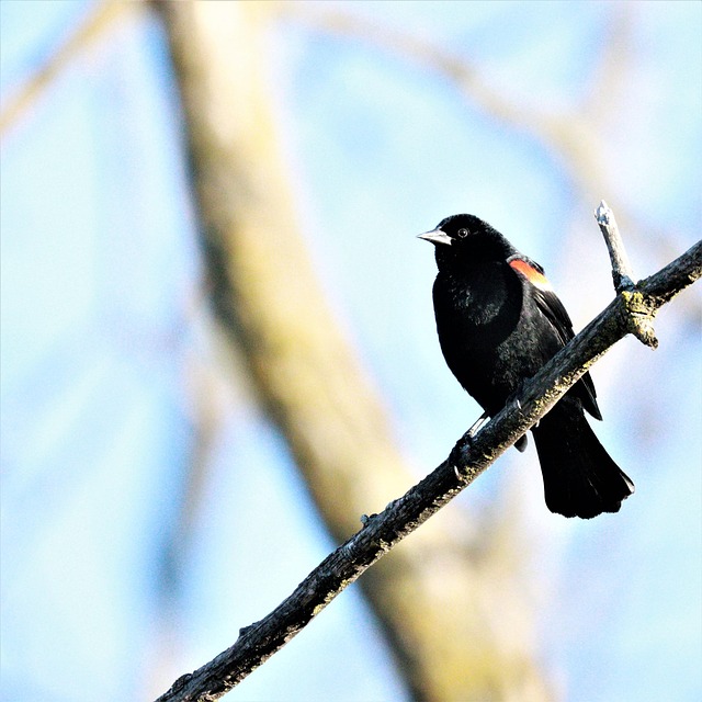 Free Bird Blackbird photo and picture