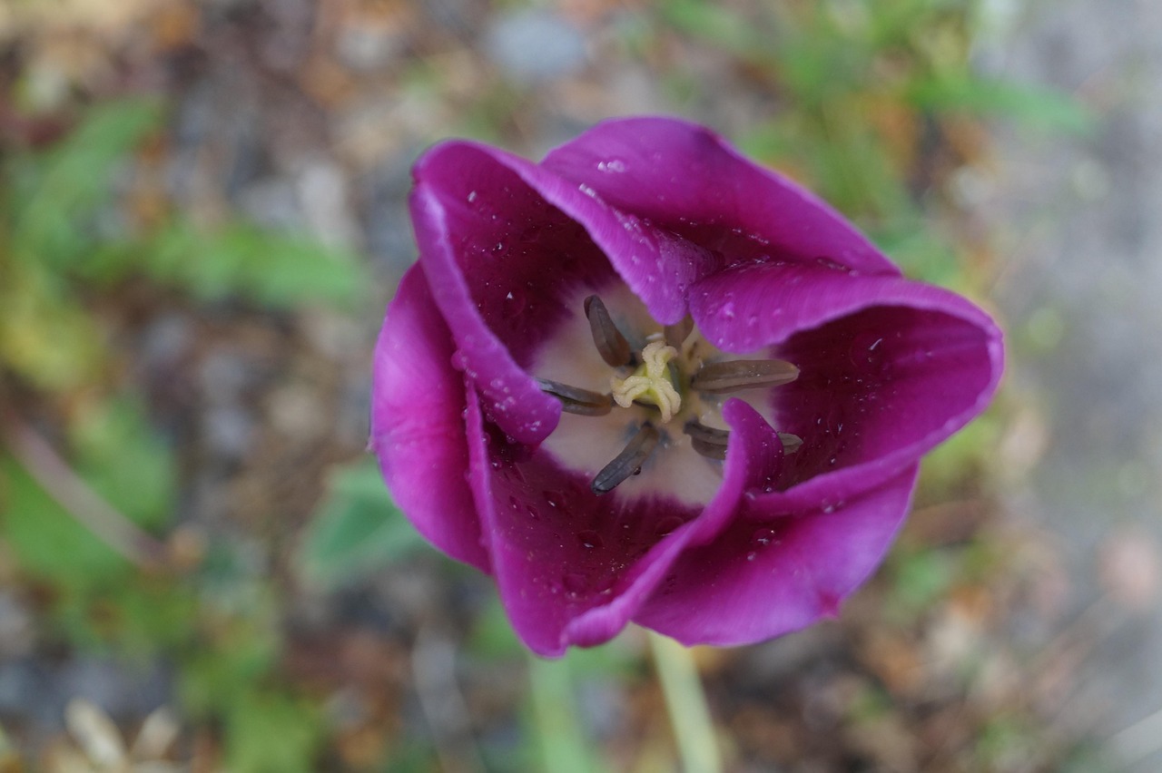 Tulip Ungu Bunga Tulp - Foto gratis di Pixabay - Pixabay