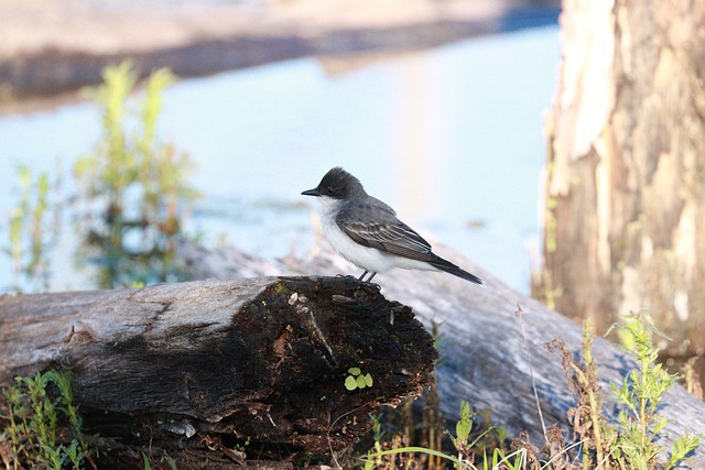 Free Bird Eastern Kingbird photo and picture