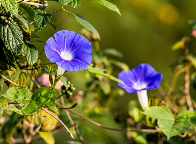Free Flowers Petals photo and picture