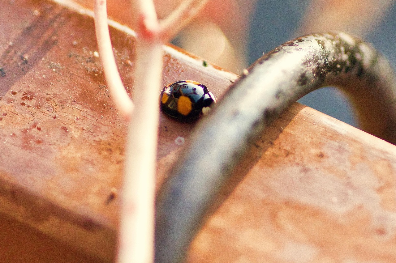 Ladybug Insect Nature - Free photo on Pixabay - Pixabay