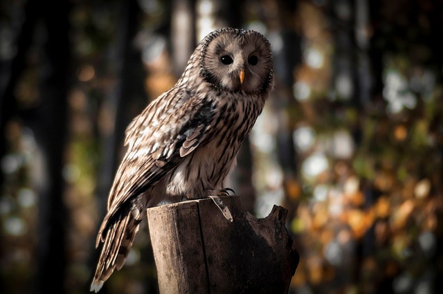 Vogel, Eule, Vogelkunde, Spezies, Fauna