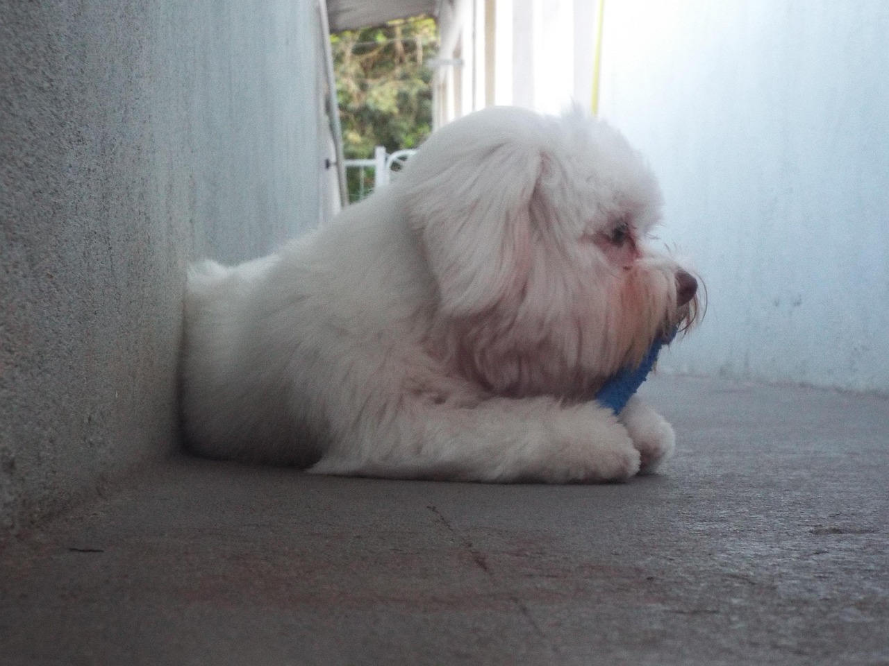Dog Cacho - Free photo on Pixabay - Pixabay
